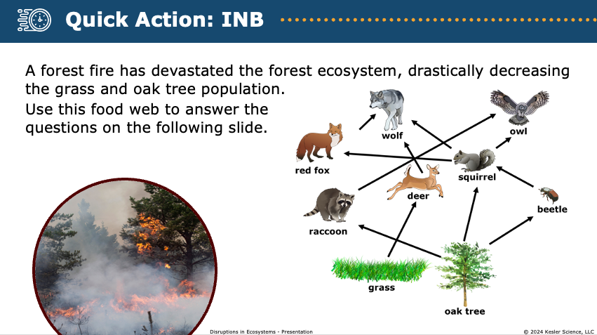 forest ecosystem food web showing how a fire disruption affects grass, oak trees, and consumers