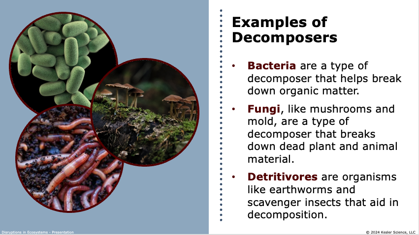 examples of decomposers including bacteria, fungi, and detritivores that break down organic matter