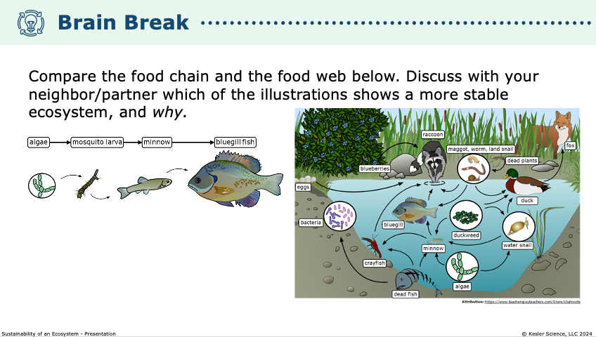 comparing a food chain and food web to determine which represents a more stable ecosystem