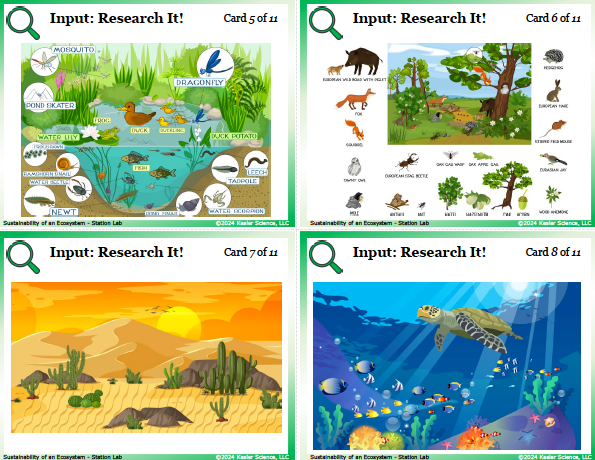 Input station card from the sustainability of an ecosystem Station Lab