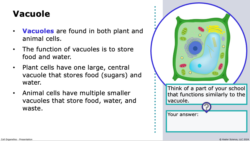 vacuole organelle described and shown storing food and water in a plant cell diagram
