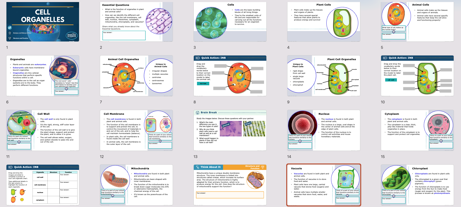 overview of the cell organelles lesson showing plant and animal cell structures and functions
