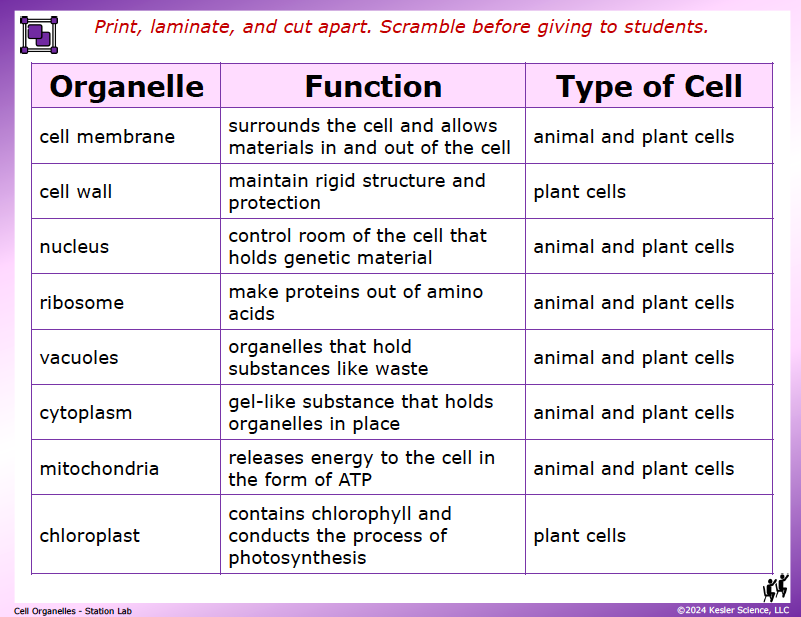 Output station card from the cell organelles Station Lab