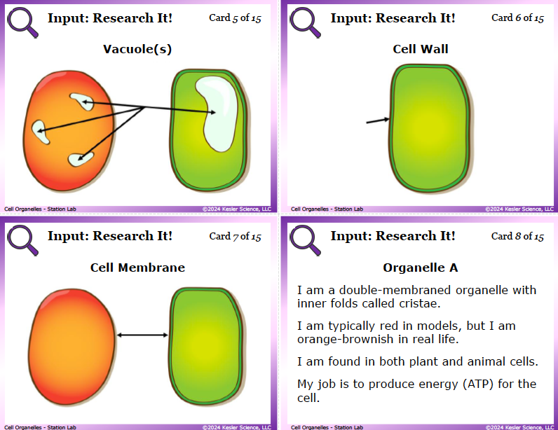 Input station card from the cell organelles Station Lab