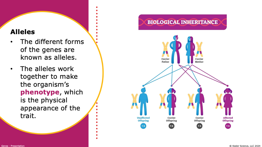 alleles and biological inheritance diagram showing carrier parents and offspring outcomes