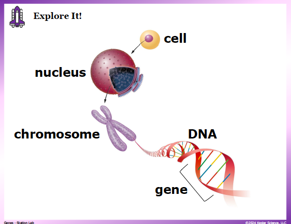 Input station card from the genes Station Lab
