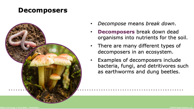 decomposers like bacteria, fungi, earthworms, and dung beetles breaking down dead organisms into soil nutrients