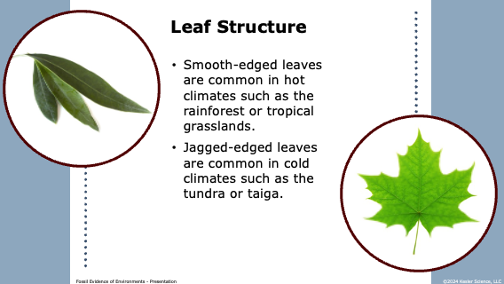 leaf structure clues: smooth-edged leaves in hot climates, jagged in cold climates