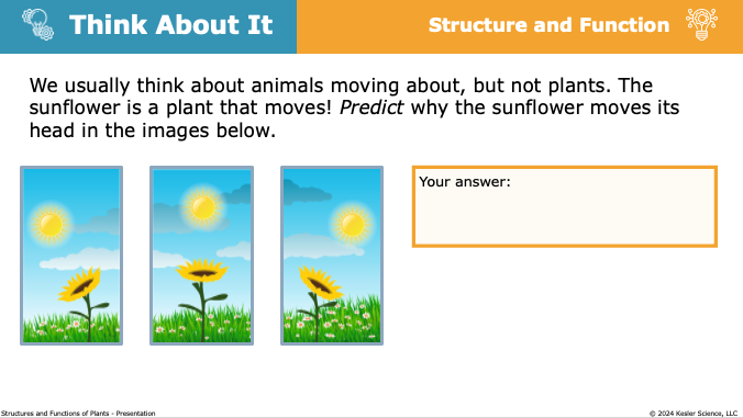 Think About It prompt: predict why a sunflower turns its head to follow the sun