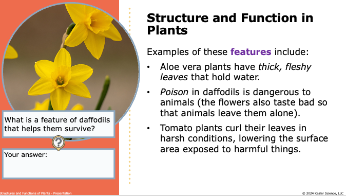 structure and function in plants: daffodils, aloe vera, and tomato adaptations for survival
