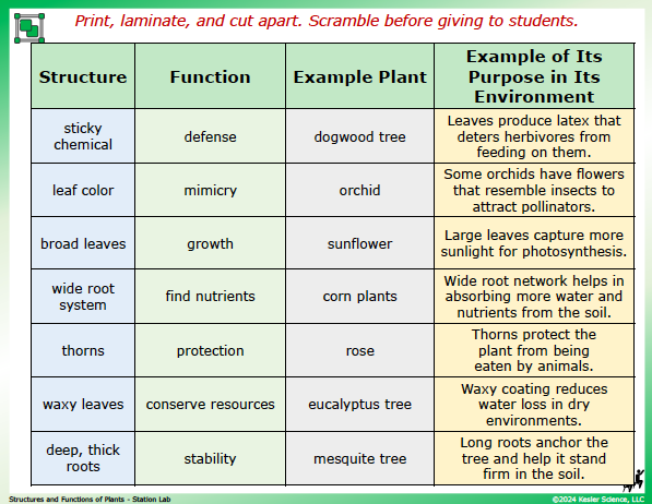 Output station card from the plant structures and functions Station Lab