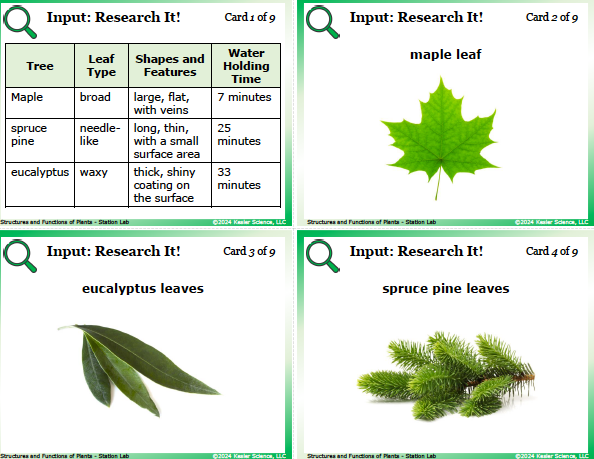 Input station card from the plant structures and functions Station Lab