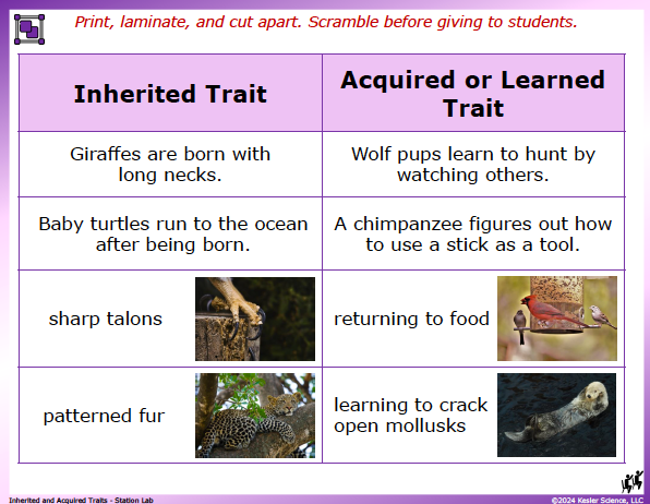 Output station card from the inherited and acquired traits Station Lab