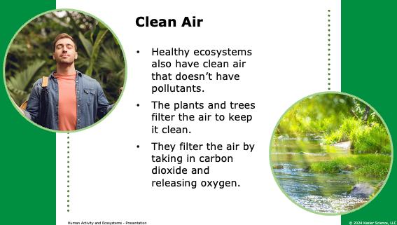 clean air in healthy ecosystems: plants and trees filter pollutants and release oxygen