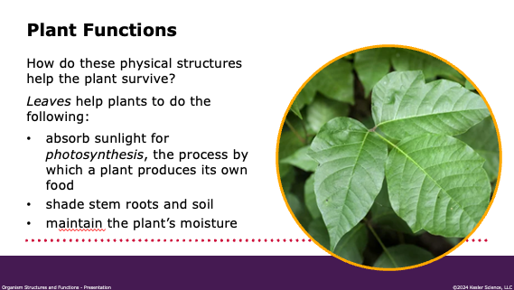 plant functions: how leaves absorb sunlight for photosynthesis, shade roots, and maintain moisture
