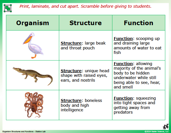 Output station card from the organism structures and functions Station Lab