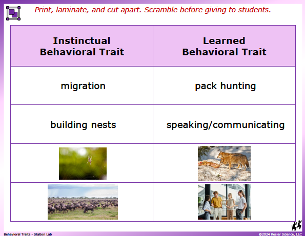 Output station card from the behavioral traits Station Lab