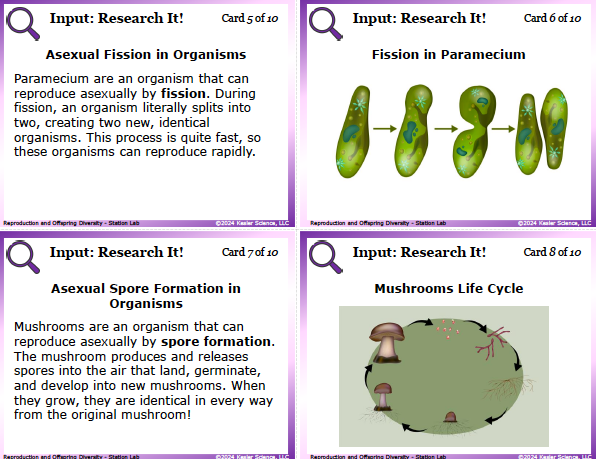 Input station card from the reproduction and offspring diversity Station Lab