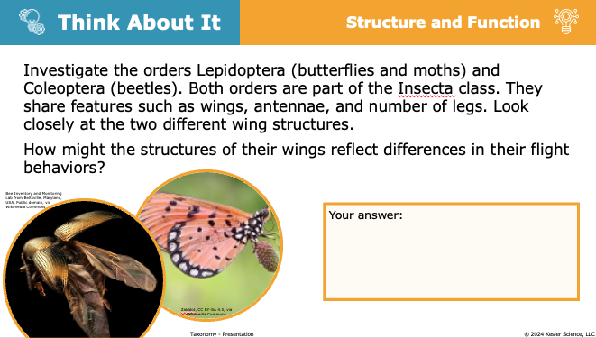 Think About It prompt comparing wing structures of Lepidoptera and Coleoptera