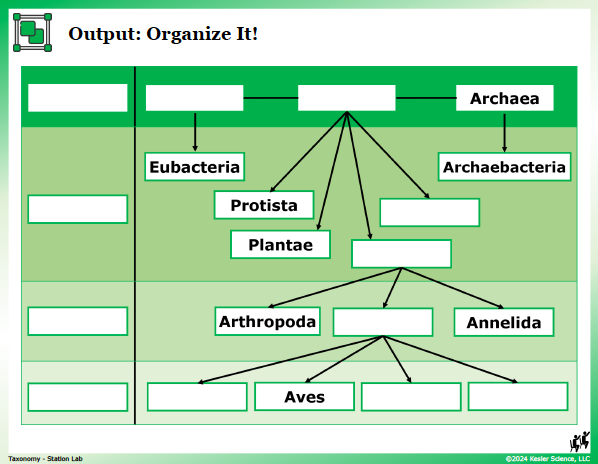 Output station card from the taxonomy Station Lab