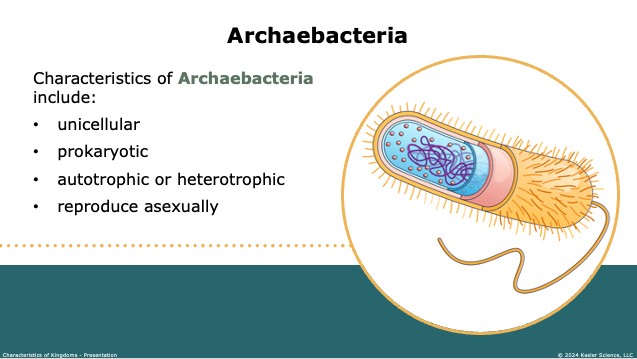 archaebacteria kingdom characteristics including unicellular, prokaryotic, and asexual reproduction