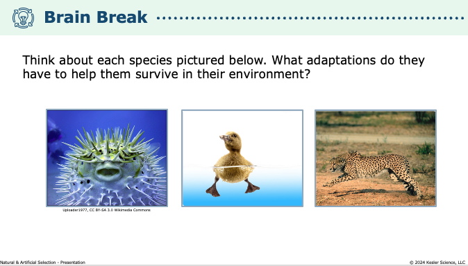 brain break activity identifying adaptations in pufferfish, duckling, and cheetah for survival in their environments