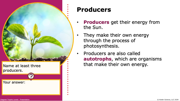 producers as autotrophs that get energy from the Sun through photosynthesis