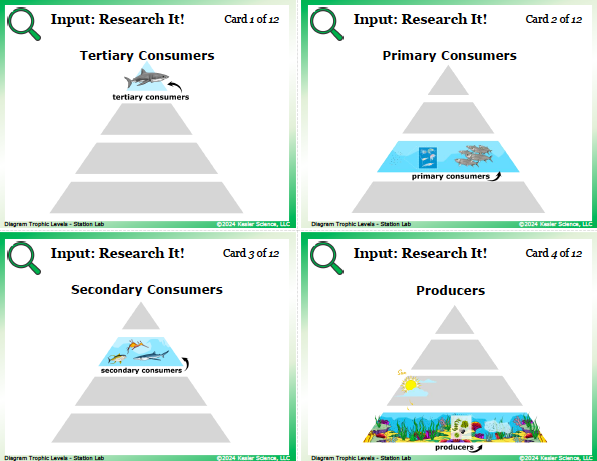 Input station card from the diagram trophic levels Station Lab