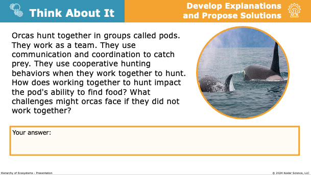 Think About It: orcas hunting cooperatively in pods to find food
