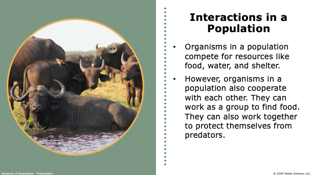 interactions in a population: organisms competing and cooperating for resources