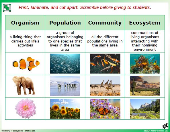 Output station card from the hierarchy of organisms Station Lab