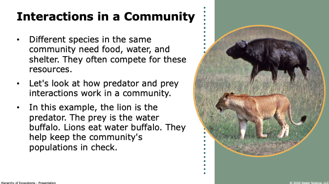 interactions in a community: predator and prey example with lion and water buffalo