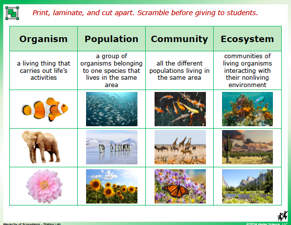 Output station card from the hierarchy of ecosystems Station Lab