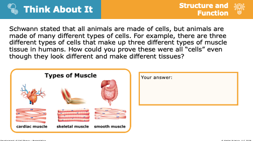 Think About It prompt using Schwann cell theory to compare cardiac, skeletal, and smooth muscle cells