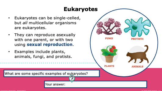 eukaryotes defined with examples of fungi, protists, plants, and animals