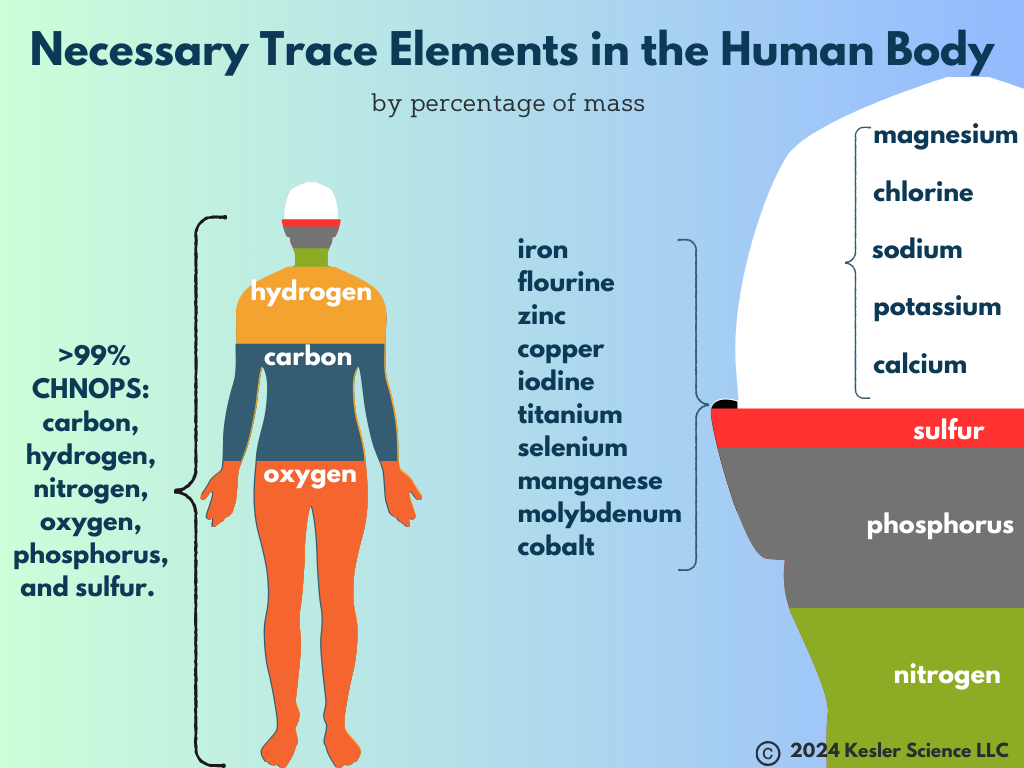Chemical Elements In The Human Body Worksheet