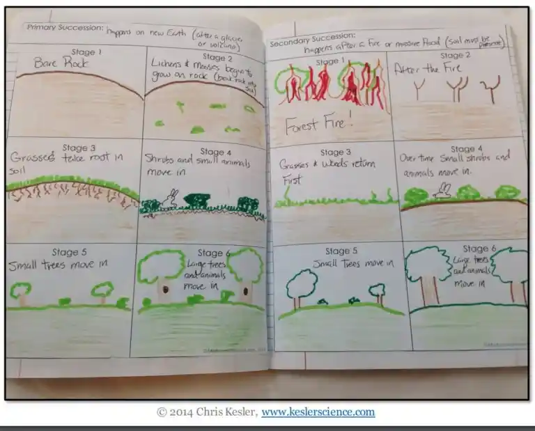 Succession Lesson Plan – A Complete 5E Method Science Unit