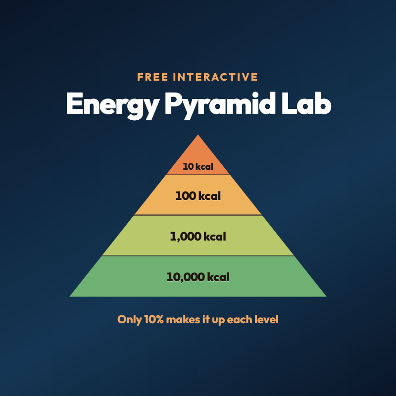 Energy Pyramid Lab, free interactive simulation for TEKS 7.12A
