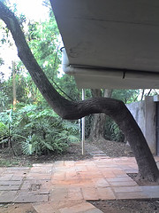 phototropism-tree